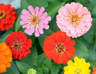 SG-Zinnia