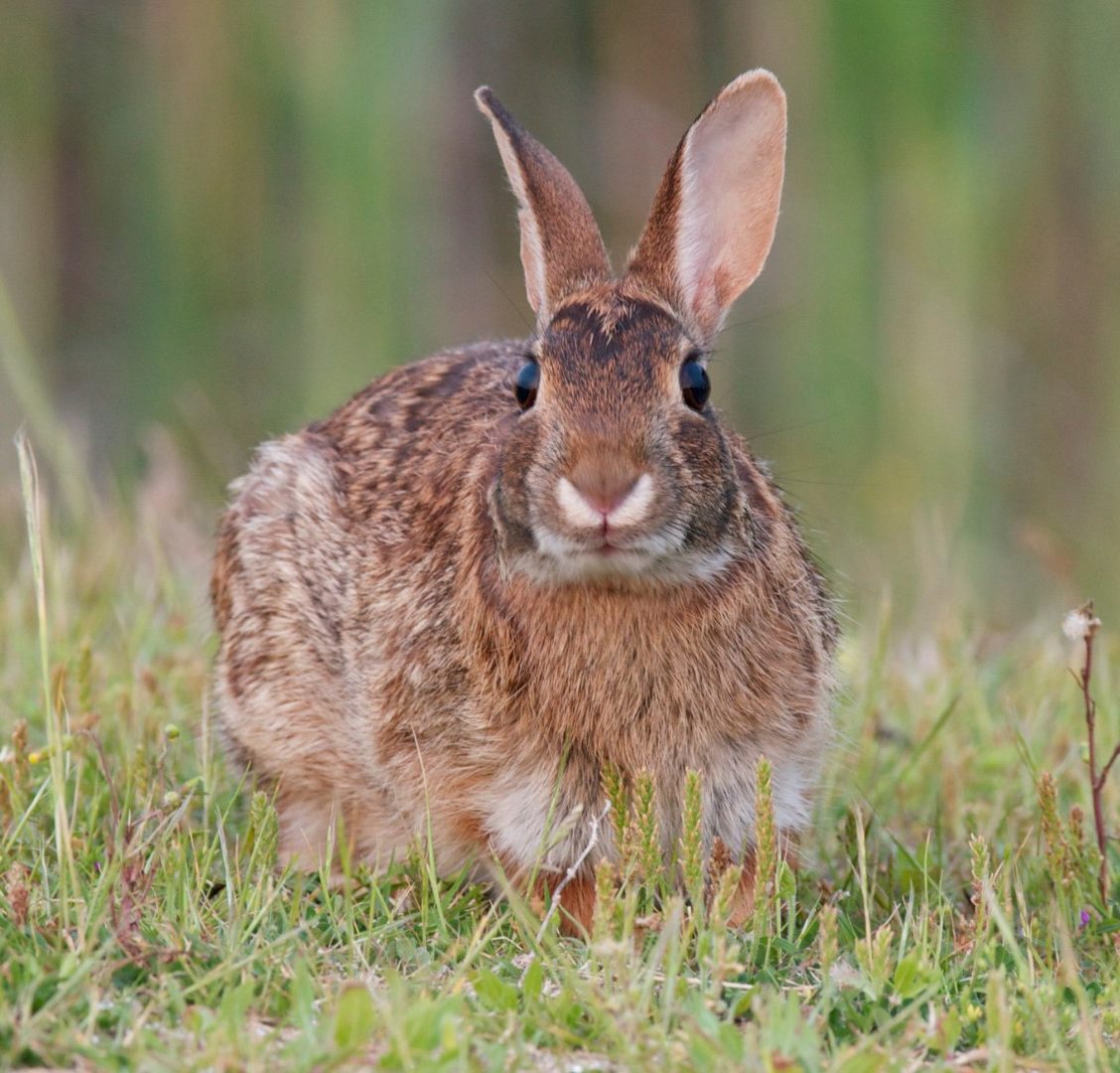 eastern cottontail 4