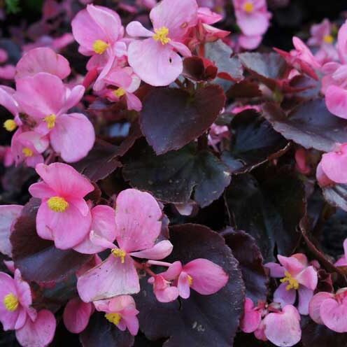 Frisco, Texas Plants and Flowers