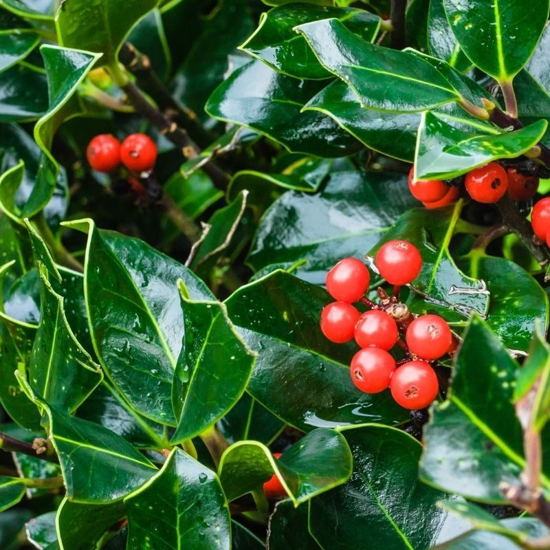 Holly-Shrub