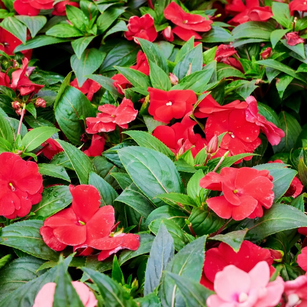 Annuals & Flowering Plants in Frisco, TX