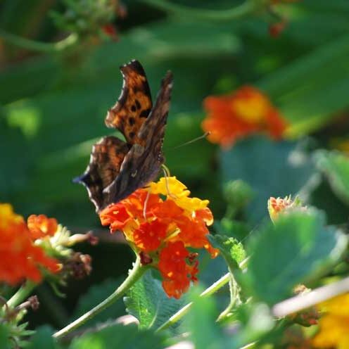 Native Plants for Frisco, Texas