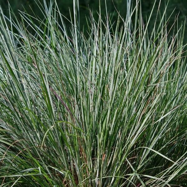 LittleBluestem