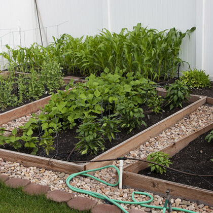 Planting-Your-Vegetable-Garden