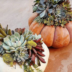 RJ Event Pumpkin Succulent