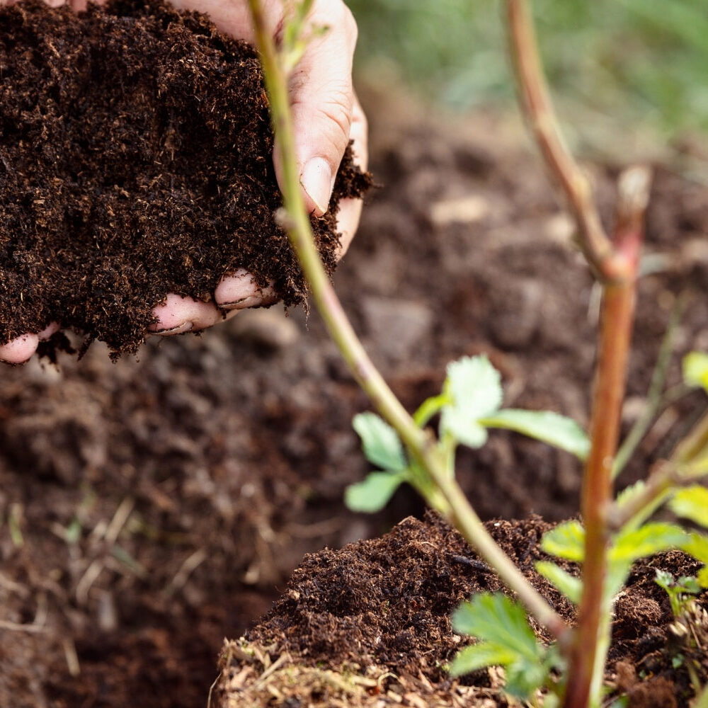 Soil-Hands-Shrub_72PPI