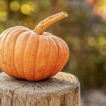 Frisco, Texas Pumpkin Patch